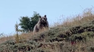 Ayıyı bağırarak kaçırttı