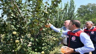 Ayva üretiminde kalıntısız tarım için üreticilere tuzak dağıtıldı