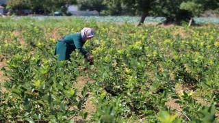 Bafra Ovasında aronya üretimi yaygınlaşıyor