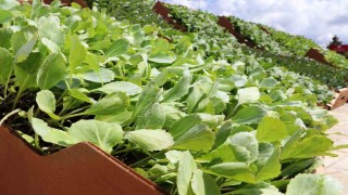 Bafra Ovasında ihracata uygun sebze üretilecek