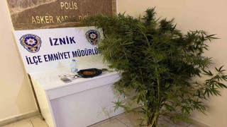 Bahçesinde hint keneviri yetiştiren kişiler tutuklandı