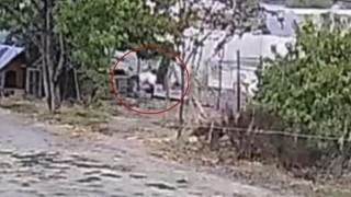 Bahçeye giren köpekler 20 tavuğu telef etti