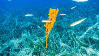 Bakan Kurum: Pina ve deniz çayırları Marmaraya nefes oluyor