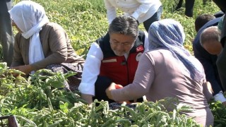 Bakan Yumaklı: Türkiye domates üretiminde dünyada 3üncü sırada