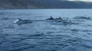 Balıkçı teknesinin yanına gelen yunusların muhteşem görüntüsü