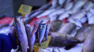 Balıkçılar sezona hamsi ve istavrit bolluğuyla girecek