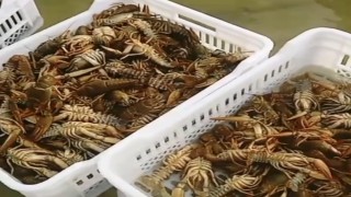 Balıkçıların kerevit kaygısı