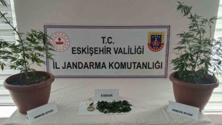 Balkondaki saksıların içinde  2 kök kenevir ve 47 gram esrar maddesi ele geçirildi