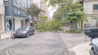 Bandırmada gece yarısı fırtına: Ağaçlar devrildi, araçlar zarar gördü