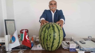 Batmanda 45 kiloluk karpuz dikkat çekti