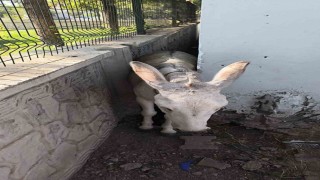 Batmanda iki duvar arasına sıkışan eşek kurtarıldı