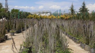 Battalgazide 210 bin fidan toprakla buluştu