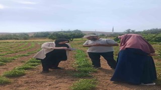‘Bayburt Tarhunu coğrafi işaret tescilinin ardından ilk kez denetlendi