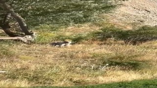 Bayburtta ağaçlık alanda karşılaşılan bozayı baba ve kızı heyecanlandırdı