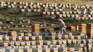 Bayburtta bal hasadı sezonu başladı