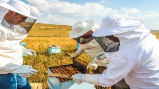 Bayburtta bal hasadı sezonu başladı