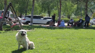 Bayburtta hafta sonu mesire alanları piknikçilerle doldu