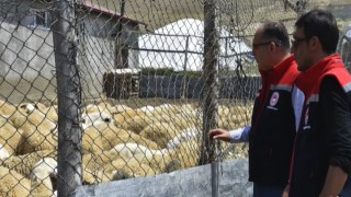 Bayburtta küçükbaş hayvan işletmelerindeki çalışmalar incelendi