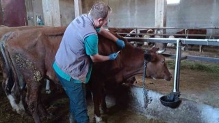 Bayburtta şap aşılama çalışmaları merkez ve ilçelerde devam ediyor