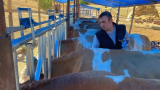 Bayburtta sonbahar dönemi şap aşılama kampanyası başladı