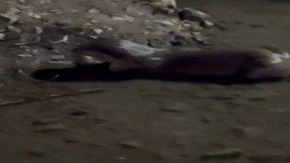 Bayburtta su samuru Çoruhta avladığı balığı yerken görüntülendi