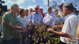Bayraktar: "Fındık Kuraklık Vurgunu Yedi, Rekolte Beklentisi Düşecek"