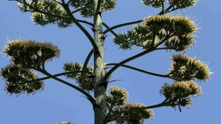 Beylikdüzünde şaşırtan UNESCO listesindeki endemik sabır çiçeği