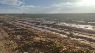 Beypazarında sağanak yağış tarlalara zarar verdi