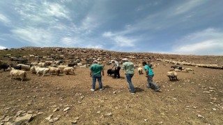 Beytüşşebap yaylalarında hayvanlara sağlık kontrolü