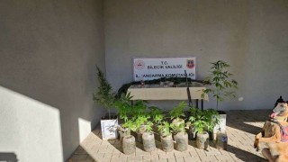 Bilecikte yasadışı kenevir ve uyuşturucu operasyonu 1 gözaltı