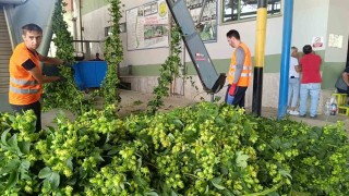 Bilecikte yeşil altın diye adlandırılan şerbetçiotunun hasadı başladı