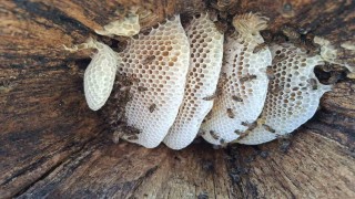 Bingöl yaylalarında organik kütük balı hasadı başladı