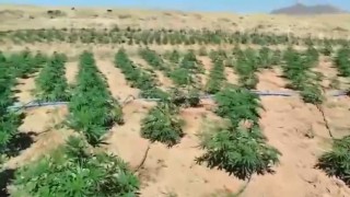 Bingölde 23 bin kök kenevir bitkisi ele geçirildi