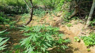 Bingölde bin 696 kök kenevir bitkisi ele geçirildi