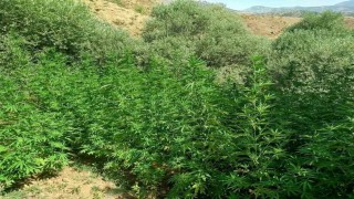 Bingölde uyuşturucuyla mücadele