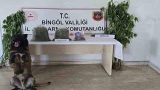 Bingölde uyuşturucuyla mücadele
