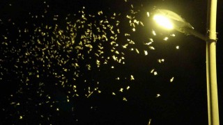 Bir günlüklerin ölüm uçuşu geç başladı