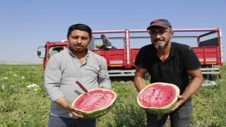 Birçok şehirde karpuz hasadı sona yaklaşırken, Yozgatta hasat yeni başladı