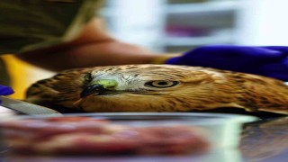 Bitkin halde bulunan şahin tedavi ediliyor