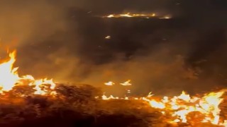 Bitliste örtü yangını