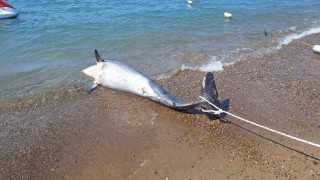Bodrumda ölü yunus sahile vurdu turistler şok oldu