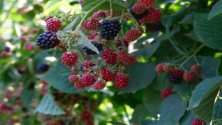 Böğürtlenin merkez üssünde hasat başladı