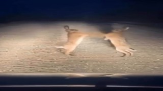 Boks maçını aratmayan anlar: Bayburtta iki yaban tavşanı kavga ederken görüntülendi