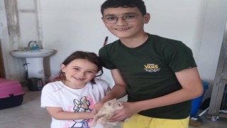 Boluda 10 sahipsiz sokak hayvanı yeni yuvasına kavuştu