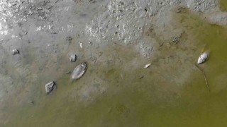 Boluda gölet kurudu: Yüzlerce telef olan balık havadan görüntülendi