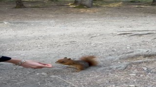 Boluda piknikçilere sürpriz ziyaret: Sincabı elleriyle beslediler