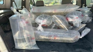 Boluda üretilen yavru sazanlar Türkiyenin dört bir yanına gönderildi