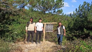 Boluda yanan ormanlık alanlara feromon tuzakları asıldı