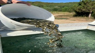 Boludan, Ankara ve Kırıkkaleye 2.5 milyon yavru sazan gönderildi