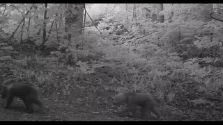 Boz ayı yavruları fotokapana takıldı